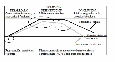 Description: figura 1 ciclo vital ambiente.jpg